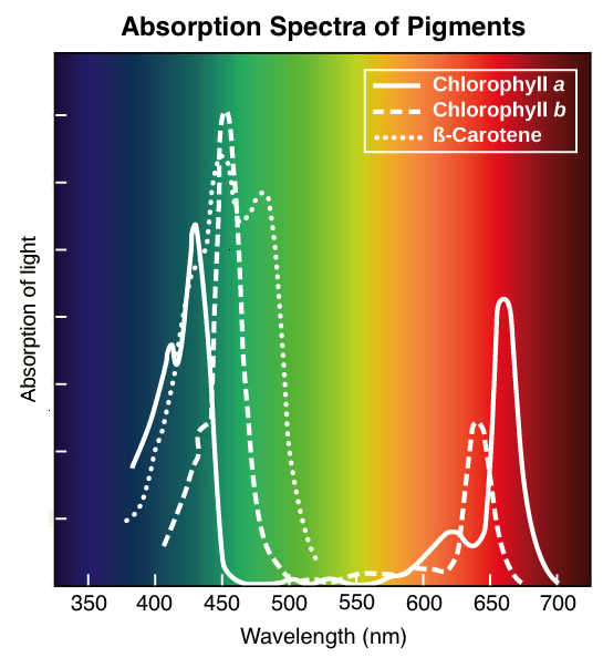 LED modul Deep Red - Spektrum absorpce chlorofylu pro modré a červené spektrum